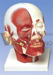 Head Musculature Model